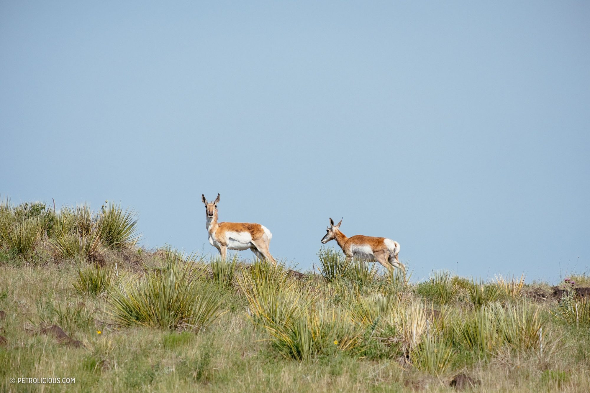 Toyota Land Cruiser driving through a grassy plain with pronghorn antelope in the background