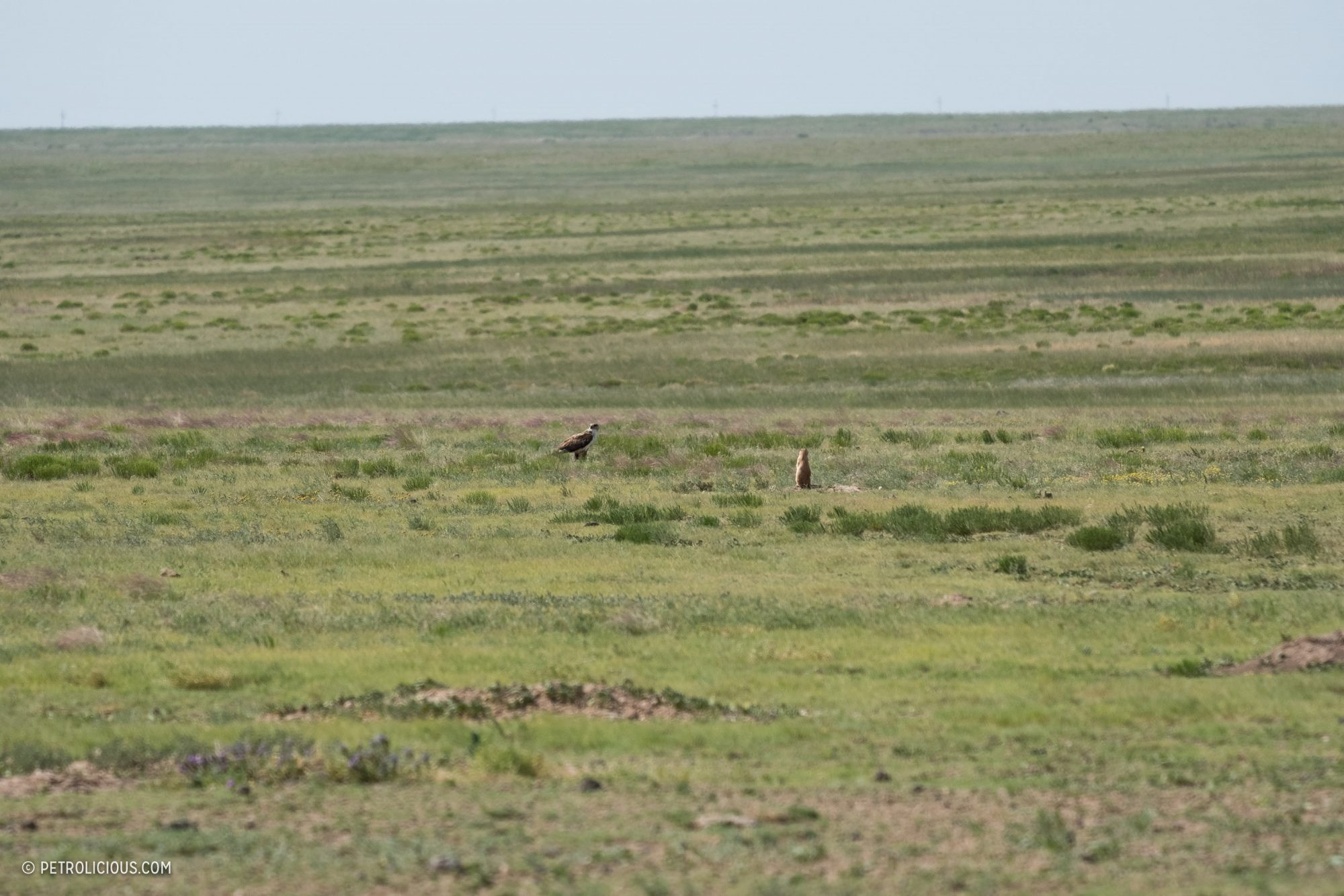 Prairie dog standing alert in the grasslands, with a Toyota Land Cruiser visible in the distance