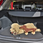 2021 Toyota RAV4 Hybrid Cruiser boot space with large dog and small dog